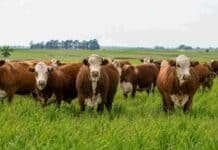 Se abre la inscripción para la Cuota Hilton 2026/2027: 29.500 toneladas disponibles y el ciclo actual cerrará con una facturación récord de más de U$S 410 millones Rodeo vacuno Braford en una pastura natural de la pampa húmeda, con varios animales en primer plano sobre campo verde.