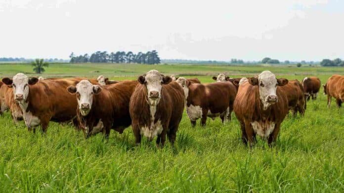 Rodeo vacuno Braford en una pastura natural de la pampa húmeda, con varios animales en primer plano sobre campo verde.