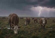 Lluvias, heladas y vientos del sur: el tiempo que tendrán en el campo este fin de semana Rodeo Hereford pastando bajo lluvia intensa y relámpagos en un campo de pastura natural de la región pampeana argentina