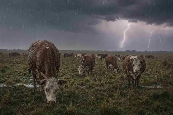 Rodeo Hereford pastando bajo lluvia intensa y relámpagos en un campo de pastura natural de la región pampeana argentina