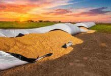 8 años de prisión por rotura de silobolsas y vandalismo rural: proyecto de ley Silobolsa rota con granos derramados en un campo argentino durante el amanecer, con cielo de colores vívidos y paisaje rural