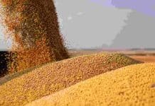 Seminario ACSOJA 2026 en Rosario: calidad del grano, genómica de vanguardia y el camino hacia la Conferencia Mundial de Soja 2027 Granos de soja cayendo sobre una pila durante el acopio, imagen ilustrativa sobre calidad del grano y competitividad del complejo sojero argentino.
