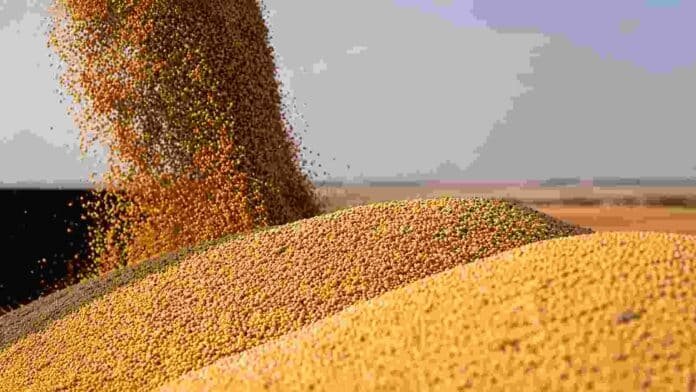 Granos de soja cayendo sobre una pila durante el acopio, imagen ilustrativa sobre calidad del grano y competitividad del complejo sojero argentino.
