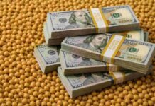 El agro aportaría más de US$ 36.000 millones en 2026 y vuelve a convertirse en el gran sostén de dólares de Argentina Montones de granos de soja con varios fajos de billetes de 100 dólares apilados encima, representando el valor económico y las exportaciones del complejo sojero.