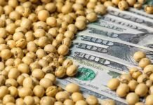 Retenciones y distancia al puerto: la carga tributaria agrícola aplasta más a los productores de zonas extrapampeanas Granos de soja sobre billetes de dólar estadounidense en una composición agrofinanciera vinculada al mercado de exportaciones y retenciones del agro argentino.