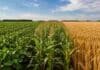 Rindes en 50% en maíz y 65% en soja: la brecha que el campo todavía no logra cerrar Lote agrícola dividido con cultivos de soja, maíz y trigo en campo argentino, mostrando diferentes estados productivos bajo cielo despejado.
