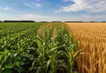 Rindes en 50% en maíz y 65% en soja: la brecha que el campo todavía no logra cerrar Lote agrícola dividido con cultivos de soja, maíz y trigo en campo argentino, mostrando diferentes estados productivos bajo cielo despejado.
