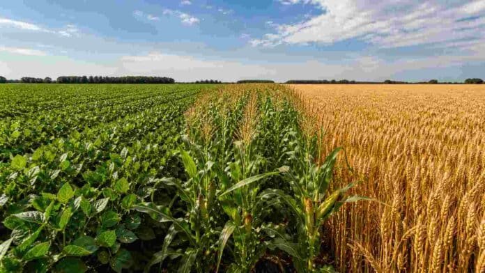 Lote agrícola dividido con cultivos de soja, maíz y trigo en campo argentino, mostrando diferentes estados productivos bajo cielo despejado.