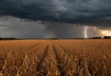 Se vienen tormentas fuertes en la zona núcleo: el tiempo para el campo esta semana Lote de soja en estado R7 con suelo embarrado y camino rural inundado bajo un cielo de tormenta en la región pampeana argentina