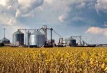 Soja a la baja y cereales estables: el mercado físico de Rosario operó con volumen moderado este martes Campo de soja en etapa R7 a punto de cosecha en primer plano, con terminales y silos portuarios de granos en Rosario al fondo junto al río Paraná