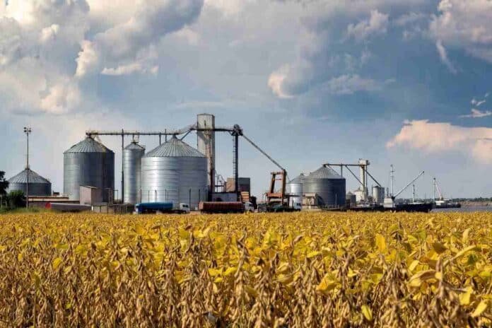 soja-r7-mercado-rosario Campo de soja en etapa R7 a punto de cosecha en primer plano, con terminales y silos portuarios de granos en Rosario al fondo junto al río Paraná