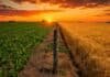 Argentina busca abrir el mercado europeo para sus bioinsumos y fortalece acuerdos Campo agrícola argentino con lote de soja y trigo divididos por un alambrado al atardecer, bajo un cielo anaranjado intenso en la región pampeana