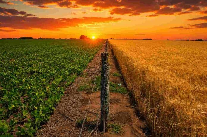 Campo agrícola argentino con lote de soja y trigo divididos por un alambrado al atardecer, bajo un cielo anaranjado intenso en la región pampeana