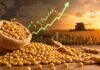 La soja rebotó fuerte y recomiendan cubrir precios ante un mercado que puede girar de golpe Granos de soja junto a una cosechadora al atardecer con representación visual de suba en los mercados agrícolas internacionales.