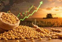 La soja rebotó fuerte y recomiendan cubrir precios ante un mercado que puede girar de golpe Granos de soja junto a una cosechadora al atardecer con representación visual de suba en los mercados agrícolas internacionales.