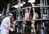 El bienestar animal en tambos mejora la rentabilidad, reduce emisiones y fortalece la sustentabilidad del sector