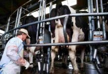 El bienestar animal en tambos mejora la rentabilidad, reduce emisiones y fortalece la sustentabilidad del sector
