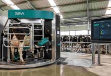 Dos tambos de Córdoba se reconvirtieron con tecnología robótica y rotatoria con créditos del BICE por 465 millones de pesos Sistema de ordeñe automatizado en un tambo robotizado con vacas lecheras y monitoreo digital de producción en Argentina.