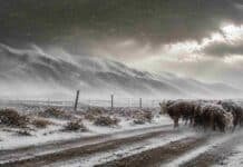 Vientos de casi 100 km/h y hasta 30 cm de nieve: el sur del país enfrenta un temporal severo Ganado bovino enfrentando un temporal de nieve y viento extremo en la Patagonia argentina, con rutas rurales cubiertas por nieve y montañas bajo tormenta invernal