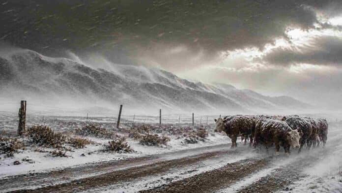 Ganado bovino enfrentando un temporal de nieve y viento extremo en la Patagonia argentina, con rutas rurales cubiertas por nieve y montañas bajo tormenta invernal