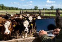 SENASA recuerda recategorizar terneros en el SIGSA antes del inicio de la segunda campaña de vacunación antiaftosa Terneros en un corral mientras un productor utiliza una computadora portátil para gestionar datos sanitarios y recategorización ganadera en un establecimiento rural argentino.