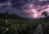 Granizo, rayos y hasta 50 mm: el SMN alertó por tormentas fuertes en el norte de Misiones Tormenta intensa sobre una plantación de yerba mate en Misiones, Argentina, con lluvia fuerte, caída de granizo y relámpagos iluminando un cielo oscuro de tonos violetas y grises, rodeado de vegetación selvática.