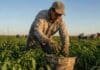 RENATRE actualizó la prestación por desempleo rural: sube 2% y llega a un máximo de $382.453 Trabajador rural realizando tareas de cosecha manual en un campo agrícola argentino durante una jornada de producción.