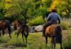 Ya rige la nueva escala salarial del trabajador rural: cuánto cobra cada categoría desde mayo Trabajador rural montando a caballo mientras arrean caballos en un paisaje de campo argentino rodeado de árboles y vegetación natural