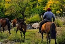 Ya rige la nueva escala salarial del trabajador rural: cuánto cobra cada categoría desde mayo Trabajador rural montando a caballo mientras arrean caballos en un paisaje de campo argentino rodeado de árboles y vegetación natural