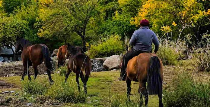 trabajador-rural-salario-campo-argentino-ruralnet Trabajador rural montando a caballo mientras arrean caballos en un paisaje de campo argentino rodeado de árboles y vegetación natural