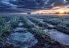 Temperaturas bajo cero, tormentas fuertes, heladas y un domingo que el campo no puede ignorar Cultivo de trigo emergente cubierto por helada en campo argentino al amanecer, con suelo húmedo y charcos escarchados bajo un cielo de tormenta dramático