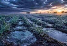 Temperaturas bajo cero, tormentas fuertes, heladas y un domingo que el campo no puede ignorar Cultivo de trigo emergente cubierto por helada en campo argentino al amanecer, con suelo húmedo y charcos escarchados bajo un cielo de tormenta dramático