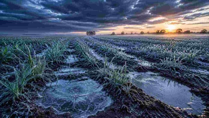 Cultivo de trigo emergente cubierto por helada en campo argentino al amanecer, con suelo húmedo y charcos escarchados bajo un cielo de tormenta dramático