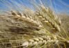 220 dólares por hectárea de diferencia: por qué la nutrición es la clave para que el trigo y la cebada exploten esta campaña Espigas de trigo maduras en campo argentino bajo cielo despejado, representando la producción de cereal y la campaña agrícola