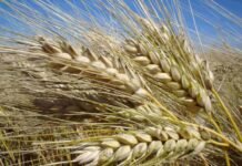 220 dólares por hectárea de diferencia: por qué la nutrición es la clave para que el trigo y la cebada exploten esta campaña Espigas de trigo maduras en campo argentino bajo cielo despejado, representando la producción de cereal y la campaña agrícola