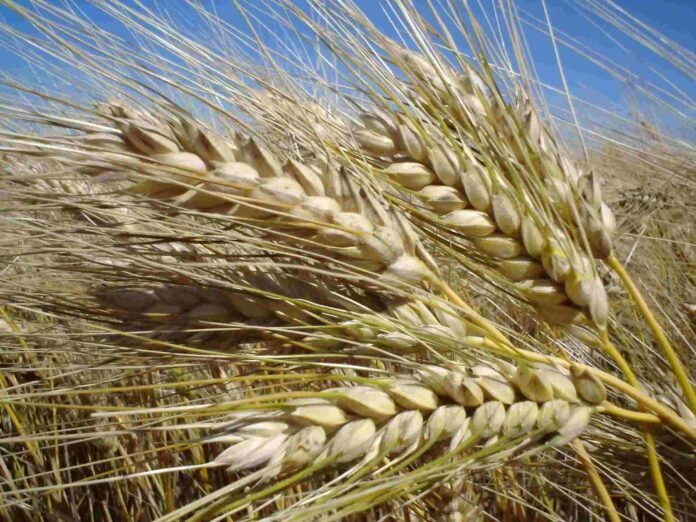 Espigas de trigo maduras en campo argentino bajo cielo despejado, representando la producción de cereal y la campaña agrícola