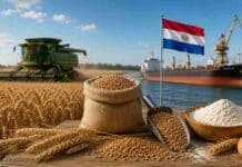 Argentina importará trigo desde Paraguay: cosecha récord pero sin oferta de calidad para la molinería Cosecha de trigo junto a un puerto cerealero y granos destinados a la industria molinera en una escena vinculada a importaciones desde Paraguay.