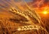 El trigo pierde terreno: suben los costos y cae el área sembrada en la campaña fina 2026/27 Espigas de trigo maduro en primer plano con colores dorados intensos y cielo de atardecer sobre un campo agrícola