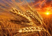El trigo pierde terreno: suben los costos y cae el área sembrada en la campaña fina 2026/27 Espigas de trigo maduro en primer plano con colores dorados intensos y cielo de atardecer sobre un campo agrícola