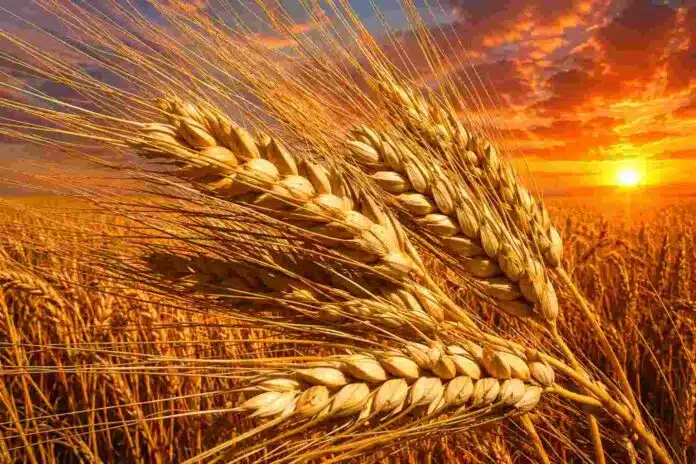 trigo-maduro-atardecer-campana-fina-ruralnet Espigas de trigo maduro en primer plano con colores dorados intensos y cielo de atardecer sobre un campo agrícola