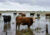 Inundaciones y hasta 600 mm: el INTA advierte cómo evitar pérdidas de hacienda en campos anegados Vacas en un campo inundado bajo cielo tormentoso en zona ganadera argentina afectada por exceso hídrico y lluvias intensas.
