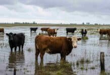 Inundaciones y hasta 600 mm: el INTA advierte cómo evitar pérdidas de hacienda en campos anegados Vacas en un campo inundado bajo cielo tormentoso en zona ganadera argentina afectada por exceso hídrico y lluvias intensas.