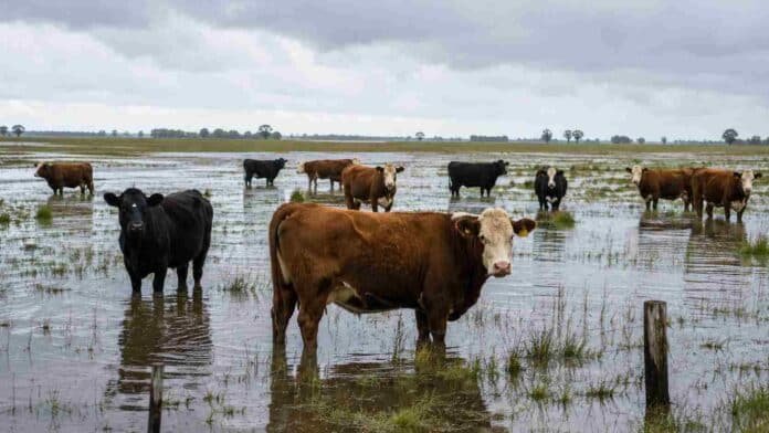 Vacas en un campo inundado bajo cielo tormentoso en zona ganadera argentina afectada por exceso hídrico y lluvias intensas.