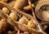 Alerta soja: el picudo negro de la vaina avanzó hasta Córdoba y Santa Fe y el INTA advierte que viaja en la maquinaria Vaina de soja abierta con granos dañados y perforaciones provocadas por picudo, con detalle del insecto en cultivo argentino.