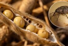Alerta soja: el picudo negro de la vaina avanzó hasta Córdoba y Santa Fe y el INTA advierte que viaja en la maquinaria Vaina de soja abierta con granos dañados y perforaciones provocadas por picudo, con detalle del insecto en cultivo argentino.