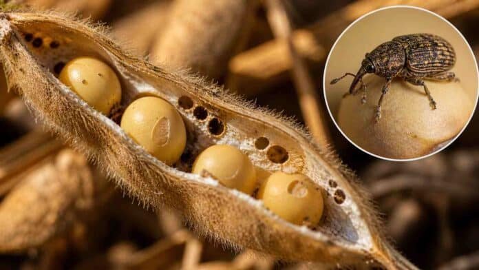 Vaina de soja abierta con granos dañados y perforaciones provocadas por picudo, con detalle del insecto en cultivo argentino.
