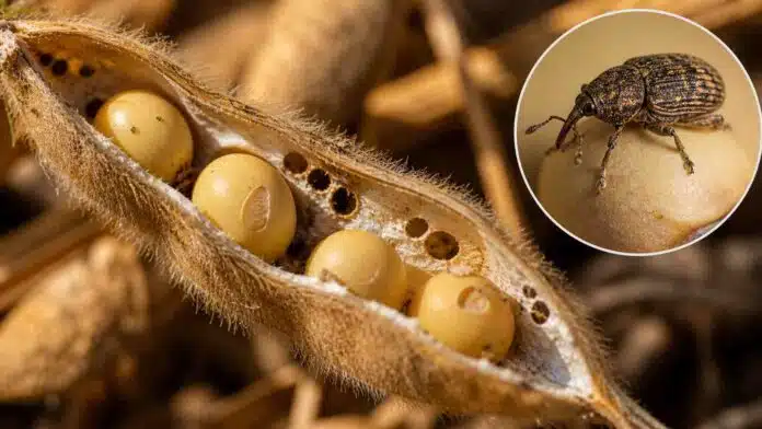 Vaina de soja abierta con granos dañados y perforaciones provocadas por picudo, con detalle del insecto en cultivo argentino.