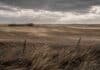 Alerta meteorológica: vientos fuertes en La Pampa y nevadas en Santa Cruz Campo abierto en La Pampa bajo alerta por viento fuerte, con pastizales doblados por las ráfagas, polvo en suspensión y cielo oscuro y amenazante.