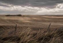 Alerta meteorológica: vientos fuertes en La Pampa y nevadas en Santa Cruz Campo abierto en La Pampa bajo alerta por viento fuerte, con pastizales doblados por las ráfagas, polvo en suspensión y cielo oscuro y amenazante.