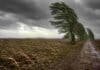 Vientos de hasta 100 km/h y nevadas en el centro del país: el SMN emitió alertas para gran parte del territorio Campo de maíz volcado por fuertes ráfagas de viento junto a un camino rural con álamos inclinados bajo un cielo de tormenta en la región pampeana argentina